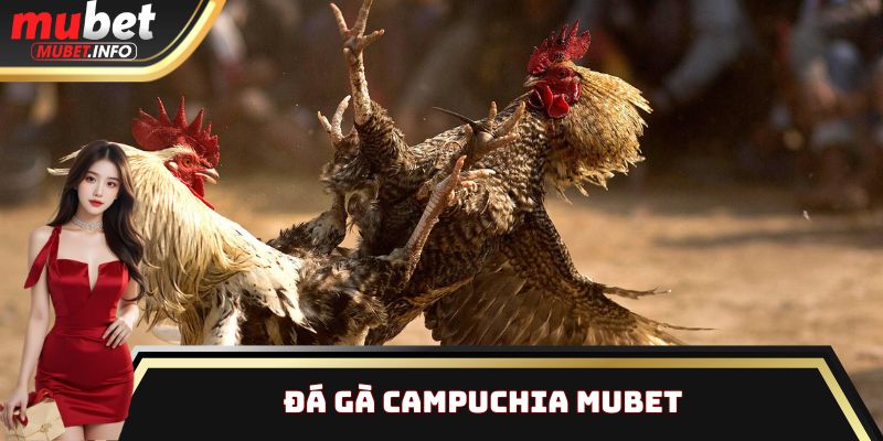 Đá Gà Campuchia Mubet - Nhận Thưởng Cao Cực Kỳ Dễ Dàng 1 Đá gà Campuchia