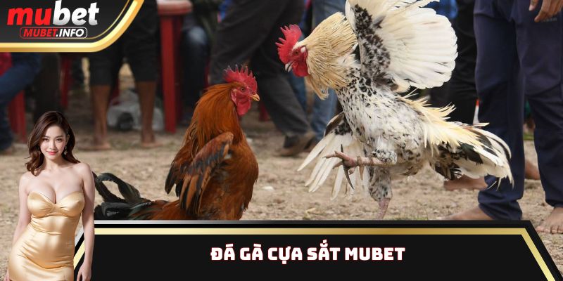 Đá Gà Cựa Sắt Mubet - Điểm Khác Biệt Của Loại Hình Hấp Dẫn 1 Đá Gà Cựa Sắt